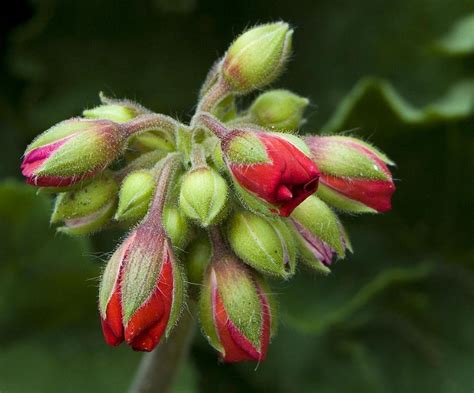 Flower Buds Photograph By Nancie Rowan