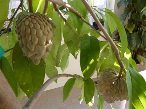Some jackfruits grow up to 75 pounds. Pin on Exotic fruits