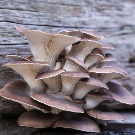 Oyster Mushrooms Clusters Smithy Mushrooms Exotic Fresh And Dried Wild