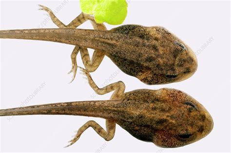 Developing Tadpoles Stock Image C0155066 Science Photo Library