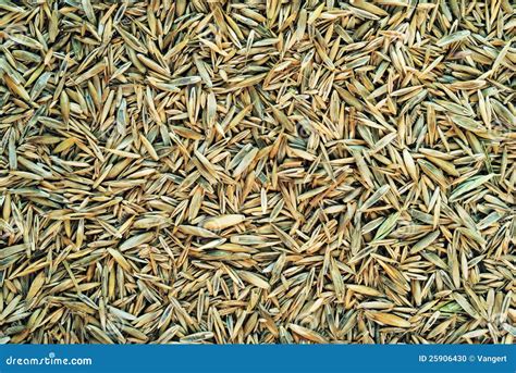 Meadow Grass Seeds Stock Photo Image Of Horizontal Multi 25906430