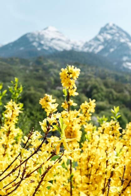 Premium Photo Spring Landscape Flowering Plant With Yellow Forsythia