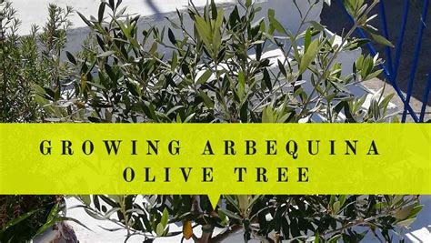 How To Grow Arbequina Olive Tree In Pot 8 Amazing Tips