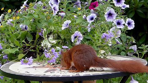 Squirrel On Flowers 🌸☘️ Youtube