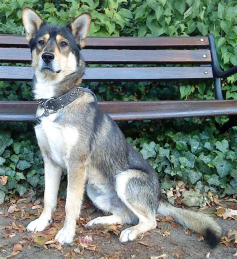 Das deutscher schäferhund husky mix, auch bekannt als die gerberian shepsky ist eine andere dieser rassen, die geschaffen wurde, um dies zu erreichen. Husky Schäferhund Mix - MORITZ, (Rüde) - Zuhause gefunden ...