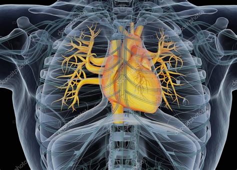 인간의 심장 해부학 모델 — 스톡 사진 © Anatomyinsider 129013676