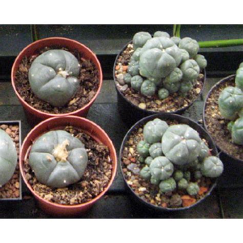 Peyote Cactus Plants Buzzherb Vienna For All Your Herbal Needs