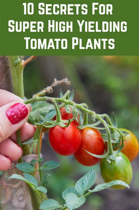 10 Pro Tips For Growing Tasty And Abundant Tomatoes Food Garden Veg