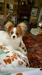 A Breed Apart Papillons in New Hampshire | Papillon puppies | Good Dog