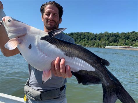 Tennessee Angler Lands Rare Piebald Blue Catfish Field And Stream