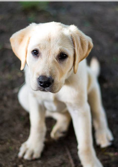 Yellow Labrador Retriever Labrador Retriever Cute Puppies Dogs