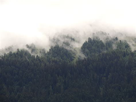 Free Images Tree Nature Forest Grass Mountain Cloud Sky Fog