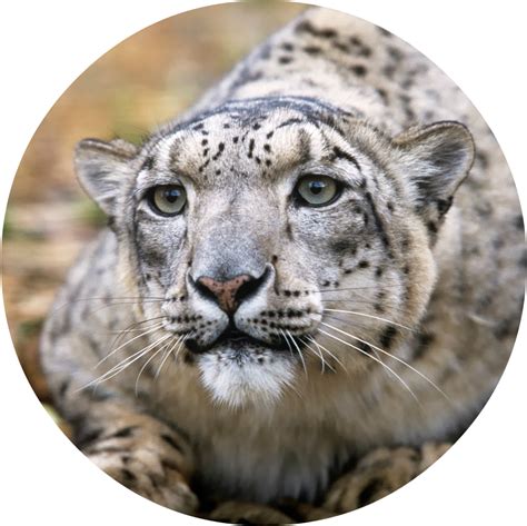Download Snow Leopard Adult Snow Leopards Full Size Png Image Pngkit