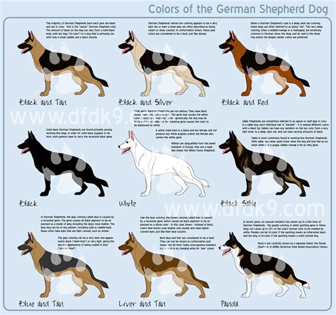 German Shepherd Colors By Mausergirl On Deviantart Misc Pictures