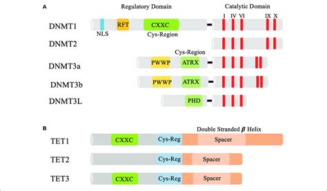 Domains Of Dnmts And Tets A The N Terminal And C Terminal Domains