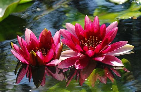 Water Red Lilies Flowers Wallpapers 2300x1517
