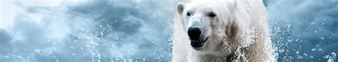 Polar Bear Wallpapers Hd Desktop And Mobile Backgrounds