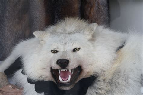 Alaskan Wolf Majestic Beauty Of The Arctic