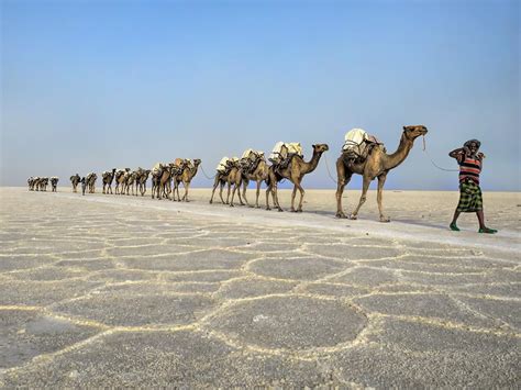 Camel Caravan Plods Across Salt Flats In Ethiopias Danakil Depression