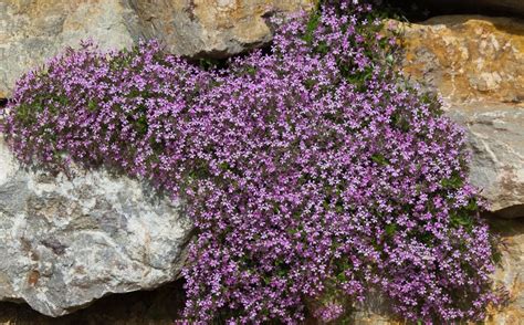 Saponaria Ocymoides 70 Seeds Tumbling Ted Trailing Rock Soapwort