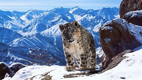 Bbc Testing Planet Earth Ii In 4k Hdr On Its Iplayer App Updated