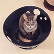 Buy Jackson Galaxy Space Station Cat Toy Online | Low Prices, Free Shipping