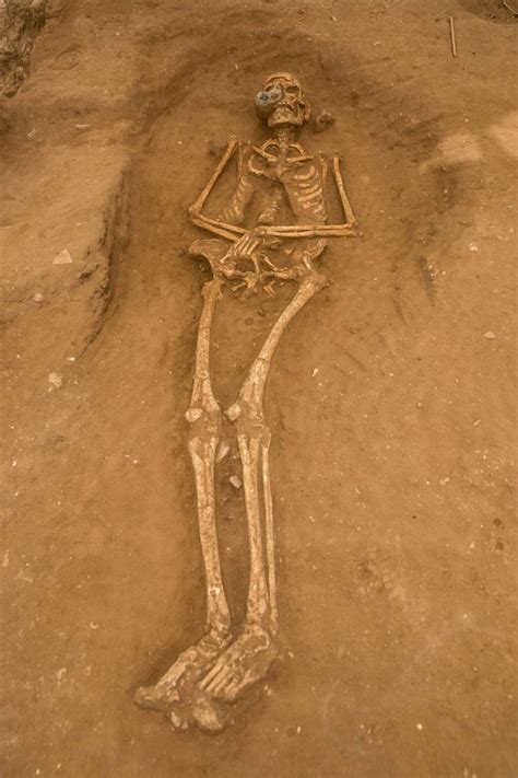 Picture Of Philistine Skeleton From Ashkelon Israel Philistine