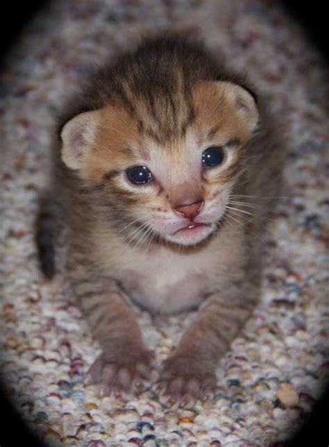 Savannah Kittens F5 Sbt — Agato Savannah Cats