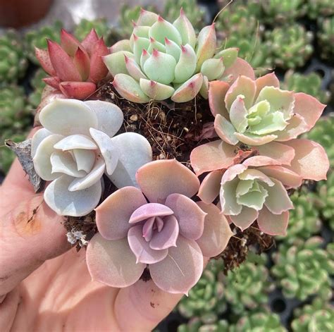 The Best Time To Repot Your Succulent Plants Tips And Tricks
