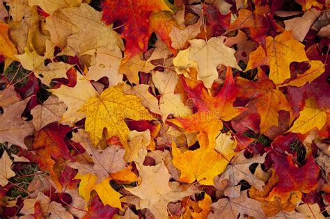 Photo About Autumn Leaves On The Forest Floor Image Of Leaf Landscape