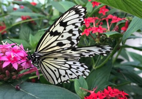 See The Largest Butterfly House In Ohio At Put In Bay