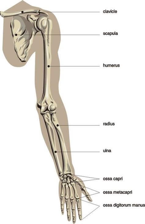Human Body Skeleton Anatomy Bones Arm Anatomy Human Body Anatomy