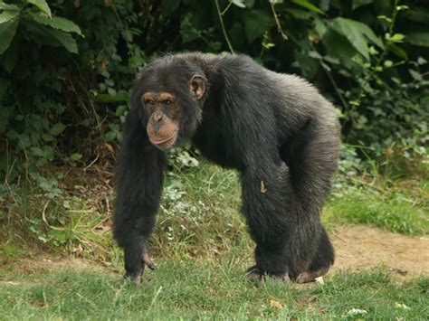 Schimpansen Profitieren Von Langem Kontakt Zur Mutter Ethologisch