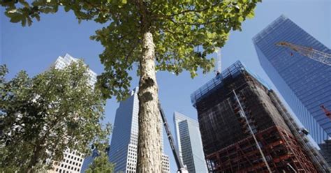 9 Years Later Signs Of Life Emerge At Ground Zero