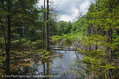 Wetlands Pemigewasset Wilderness New Hampshire Scenicnh