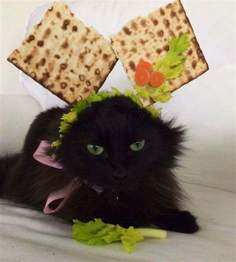 Lola The Cathappy Passover Matzo Hat Cats In Hats Matzo Passover Seder Passover Seder