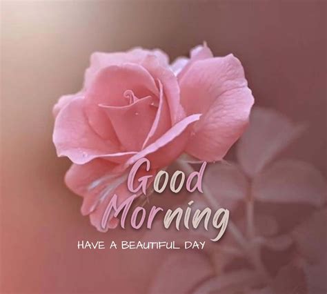 Download Morning Pink Rose Wallpaper