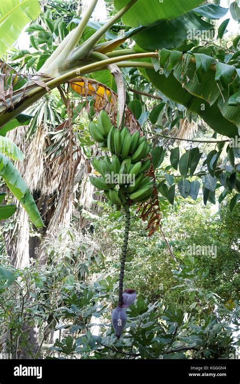 Banana Plant Hanging On Tree Stock Photo Alamy
