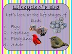 Birds Life Cycles Complete Science Lesson | Teaching Resources