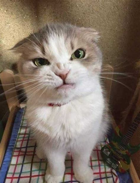 Angry Cat Meme Face