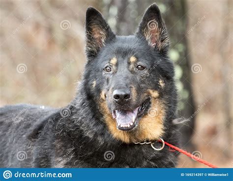 Senior Black And Tan German Shepherd Dog Outside On Leash Stock Image
