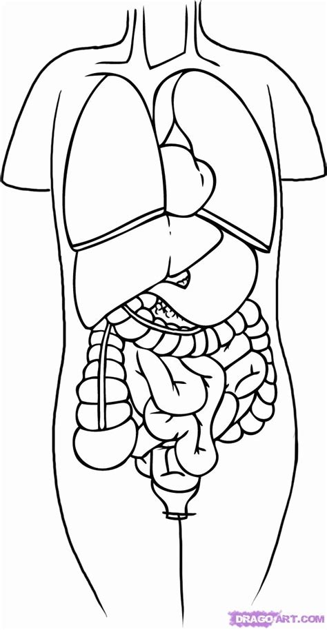 Free Printable Anatomy And Physiology Coloring Pages