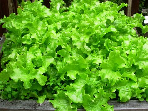 Growing Winter Vegetable You Can Plant In October Vegetables At Home Naturebring
