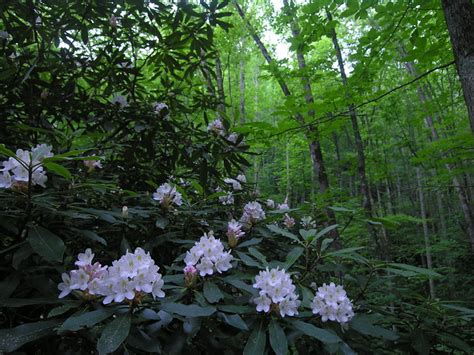 Smoky Mountain Rhododendron Flickr Photo Sharing