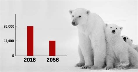 Polar Bear Population Could Decline By Over 30 As Arctic Ice Melts