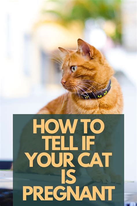 How To Tell If Your Cat Is Pregnant My Cat Is Pregnant Pregnant Cat