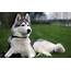 Dog Photo Siberian Huskies Wallpaper