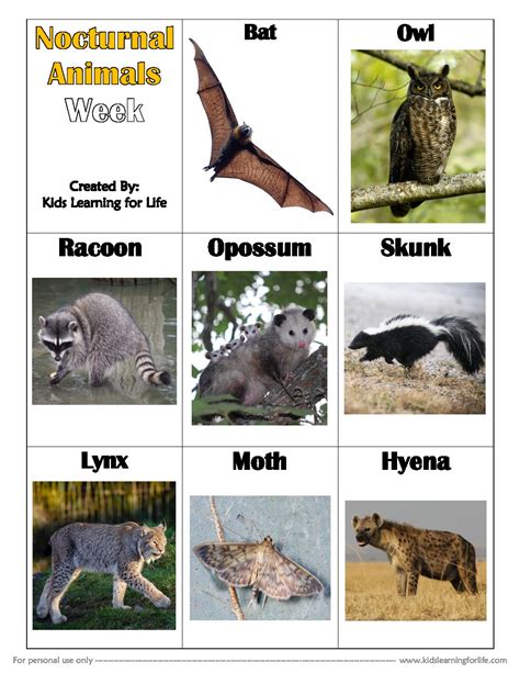 Nocturnal Animals Printable Printable Word Searches