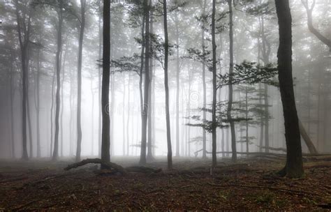 Bosque Con Niebla Niebla Bosques Paisaje Natural Foto De Archivo Imagen De Magia Hermoso