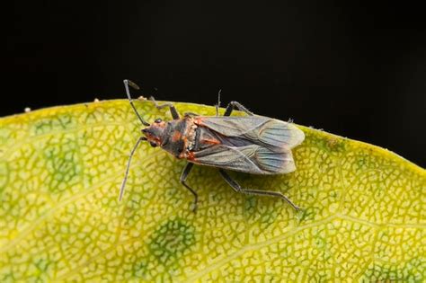 Premium Photo Black And Red Seed Bug Melacoryphus Lateralis Satara